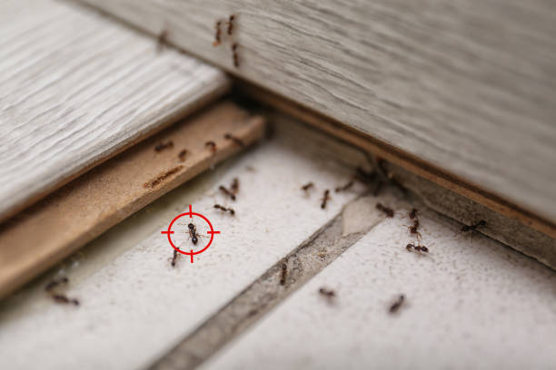 Best Wasp Removal Services  in Le Mars, IA